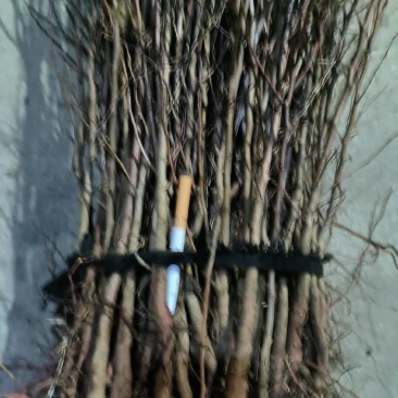 杏苗，一万五千棵