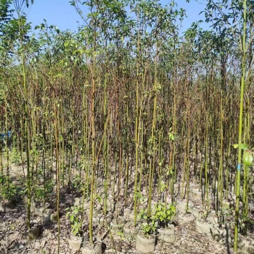 原生苗香樟2-4公分大量出售