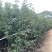 原生苗香樟2-4公分大量出售