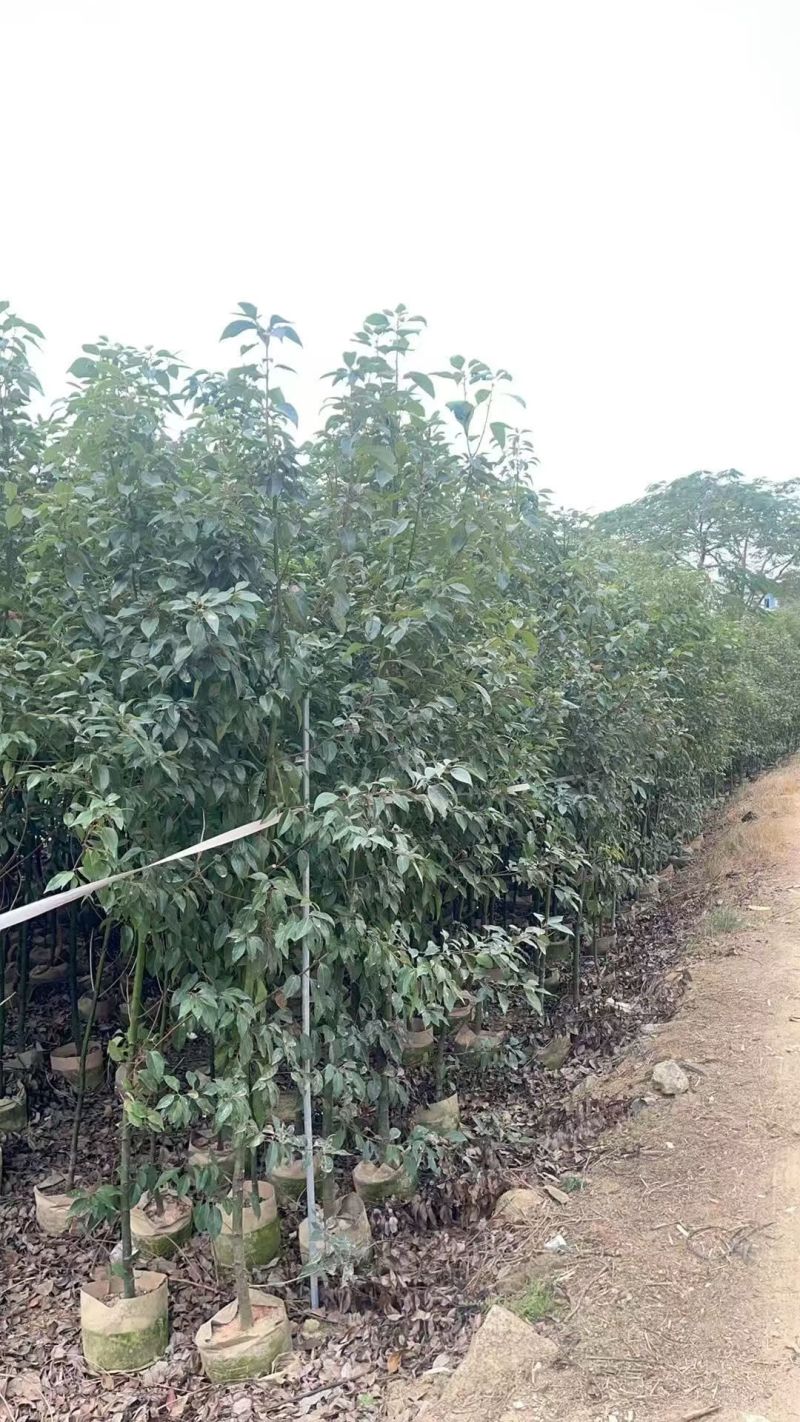 原生苗香樟2-4公分大量出售