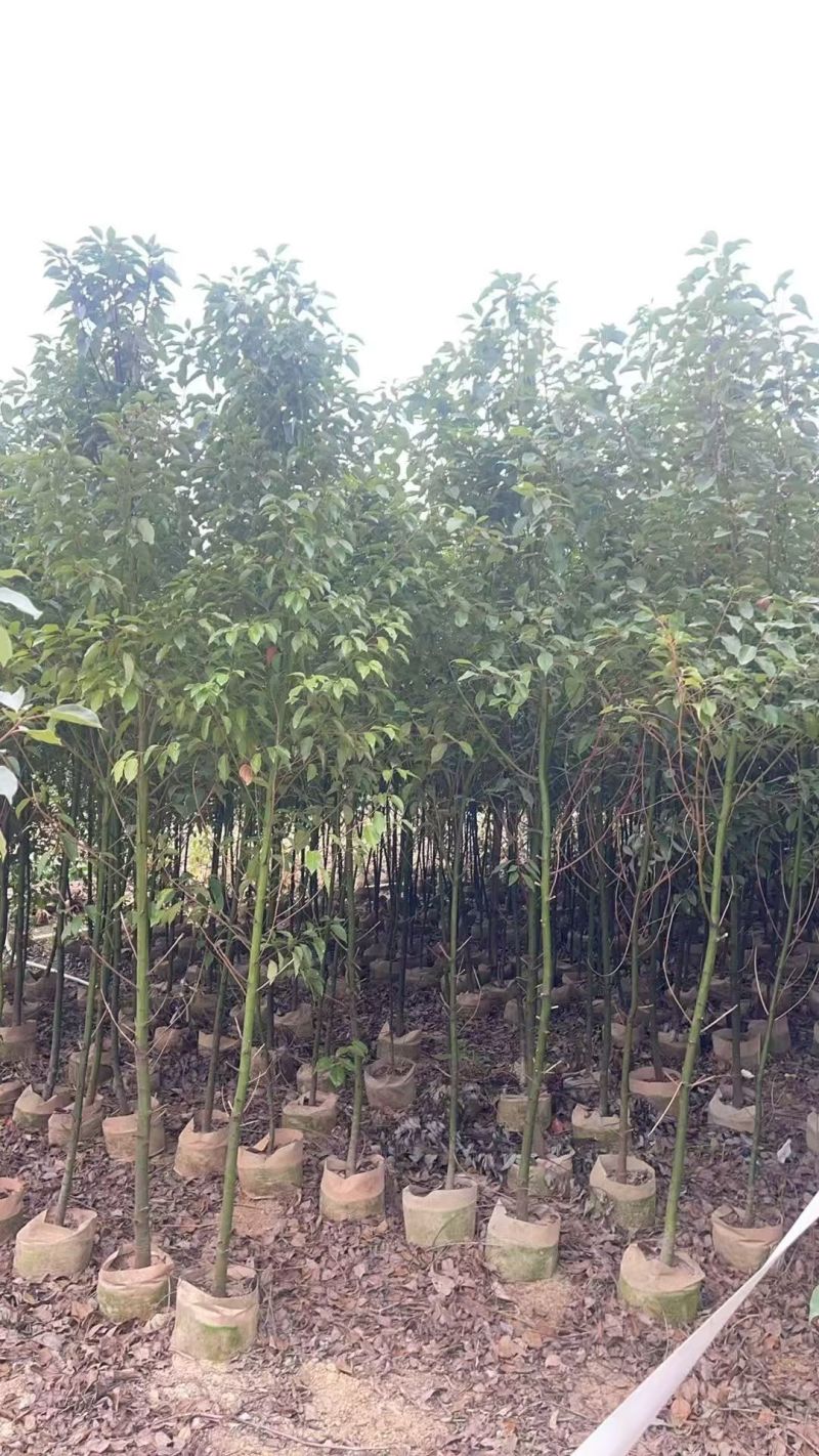 原生苗香樟2-4公分大量出售
