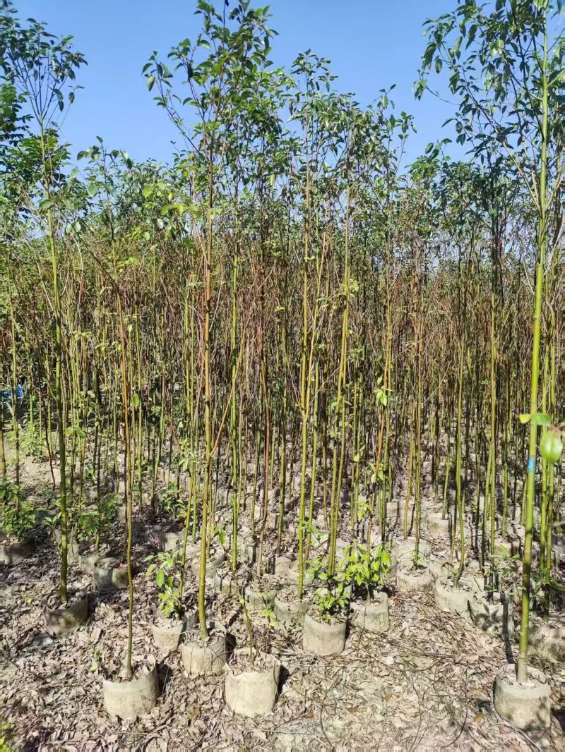 原生苗香樟2-4公分大量出售