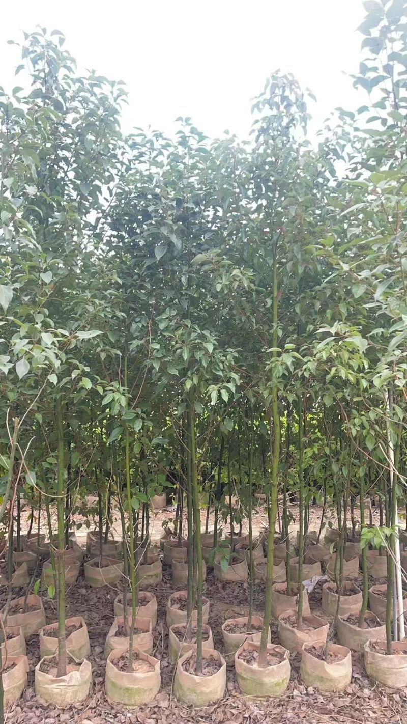 原生苗香樟2-4公分大量出售