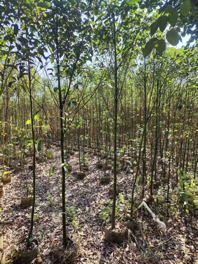 原生苗香樟2-4公分大量出售