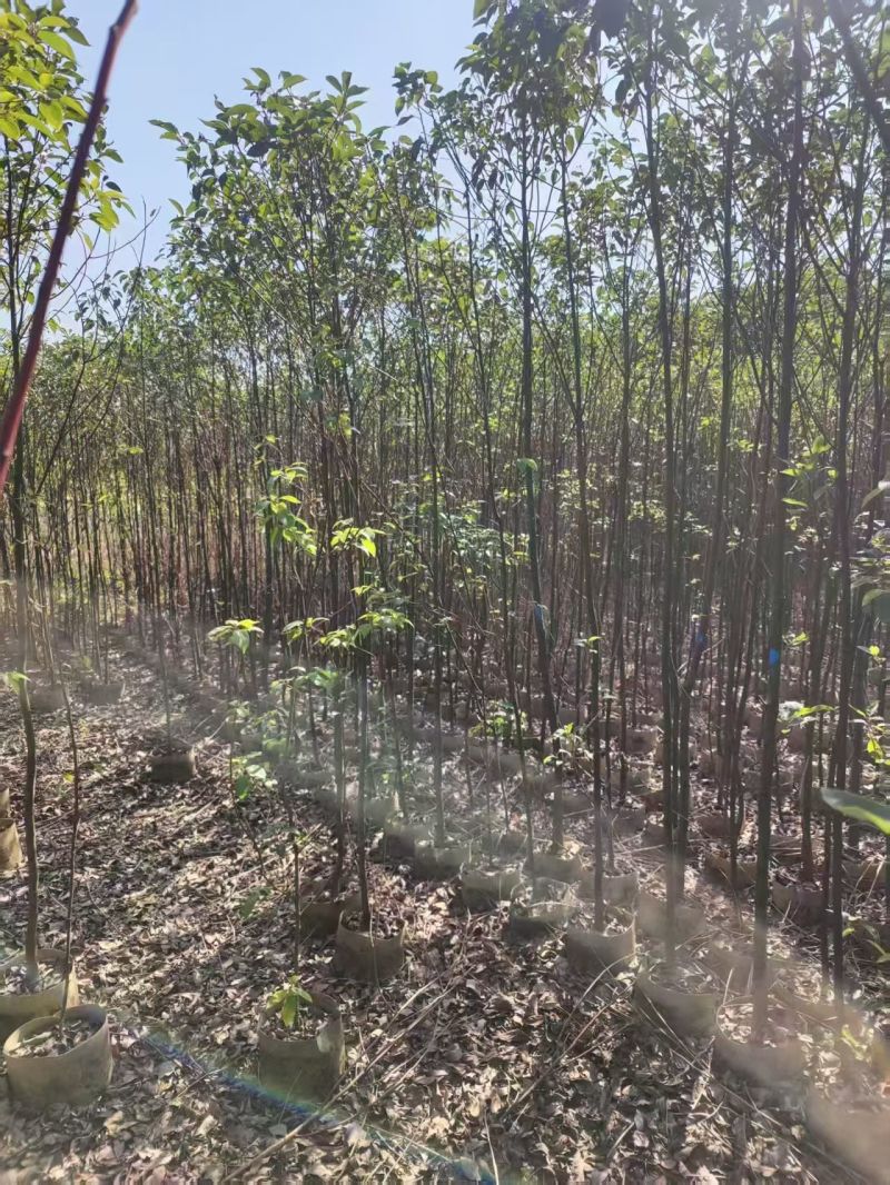 原生苗香樟2-4公分大量出售