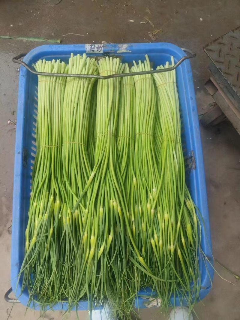 蒜苔白帽蒜苔湖北蒜苔原产地供应支持视频看货