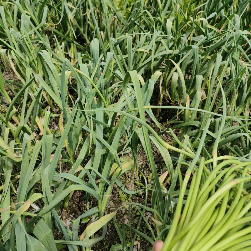 蒜苔白帽蒜苔湖北蒜苔原产地供应支持视频看货