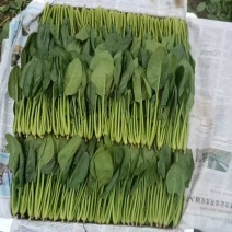 各种规格菠菜