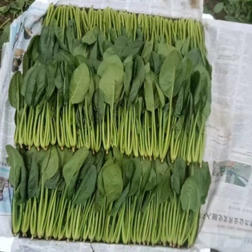 各种规格菠菜