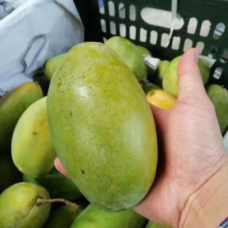 （一件发货）越南玉芒电商抖音全平台不限量发货包物流时效