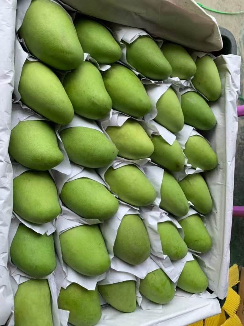 （一件发货）越南玉芒电商抖音全平台不限量发货包物流时效