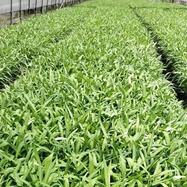 大棚空心菜，上市啦。需要的提前联系咨询预定，订单按顺序收