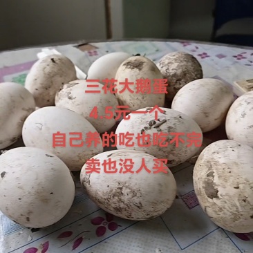 自养大鹅，鹅蛋