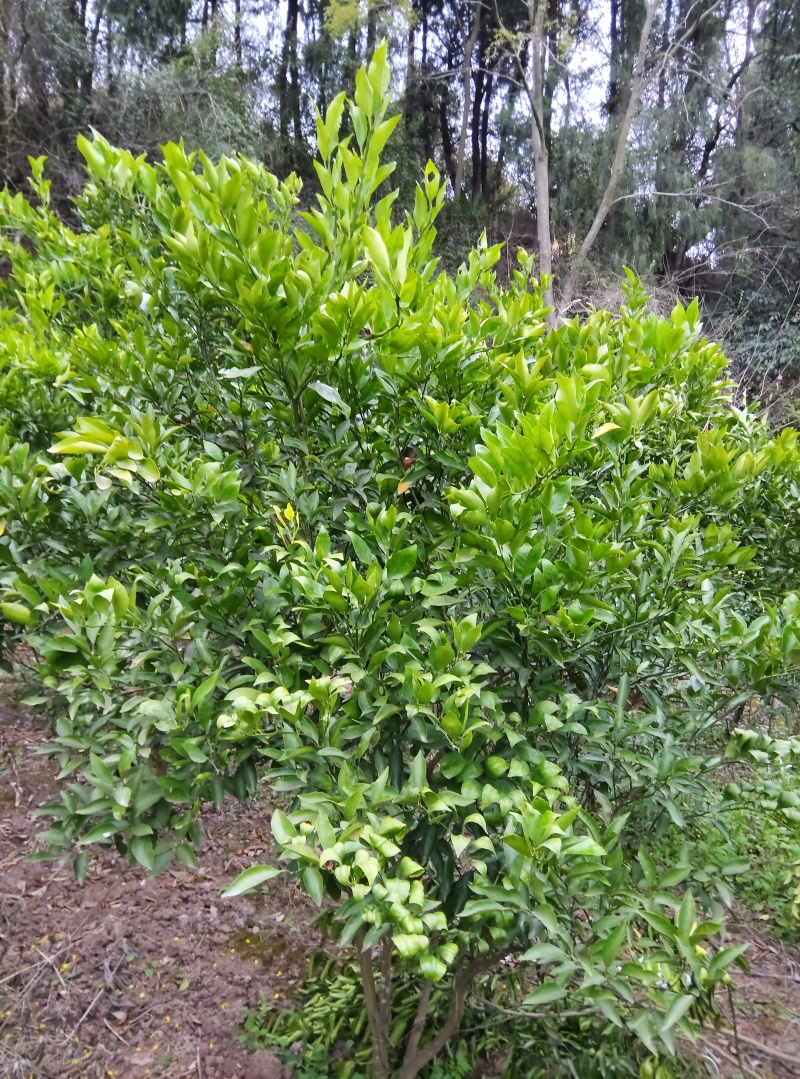 3一5公分耙耙柑树已挂果几年无时间管理现60一棵，买到就
