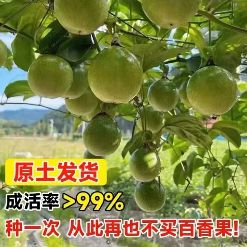 广西黄金百香果苗嫁接苗纯甜无酸一年四季开花结果