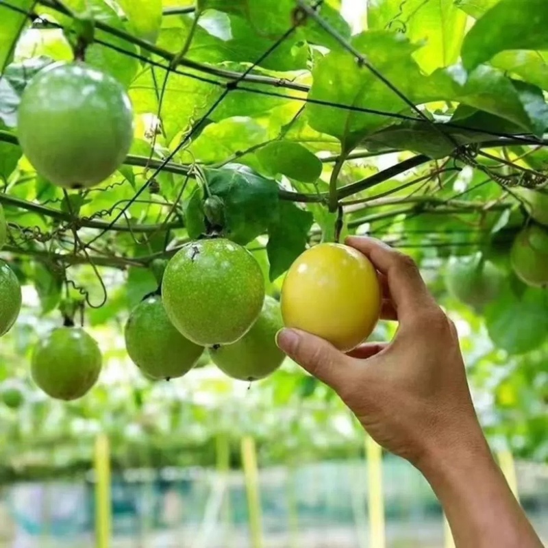 广西黄金百香果苗嫁接苗纯甜无酸一年四季开花结果