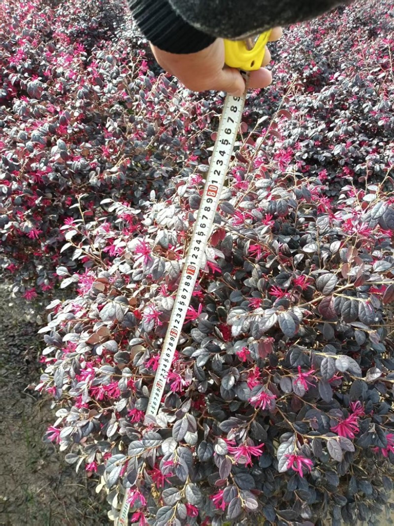 红继木球80×80