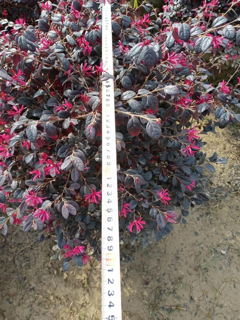红继木球80×80