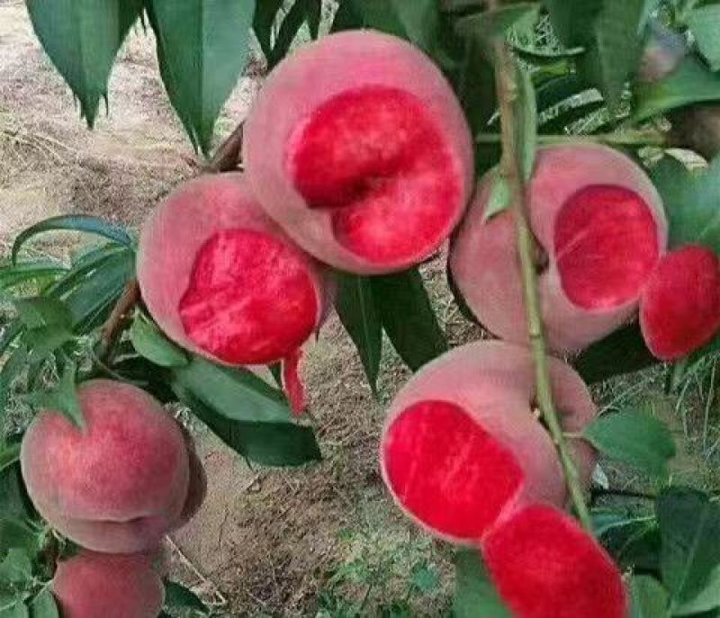 蜜桃苗