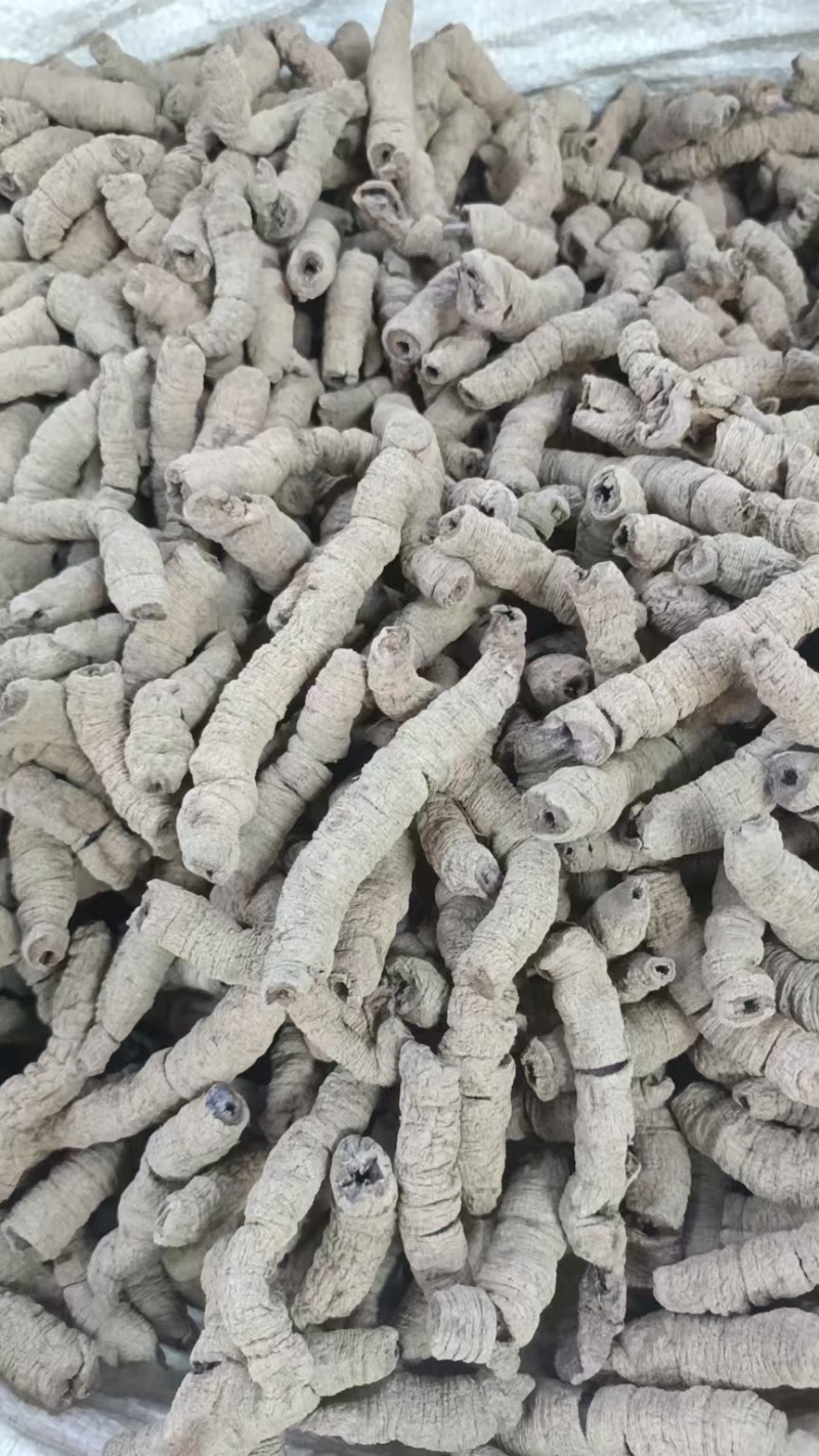 巴戟天批发中药材原料批发无硫全抽芯大条精选饱满无泥土全开