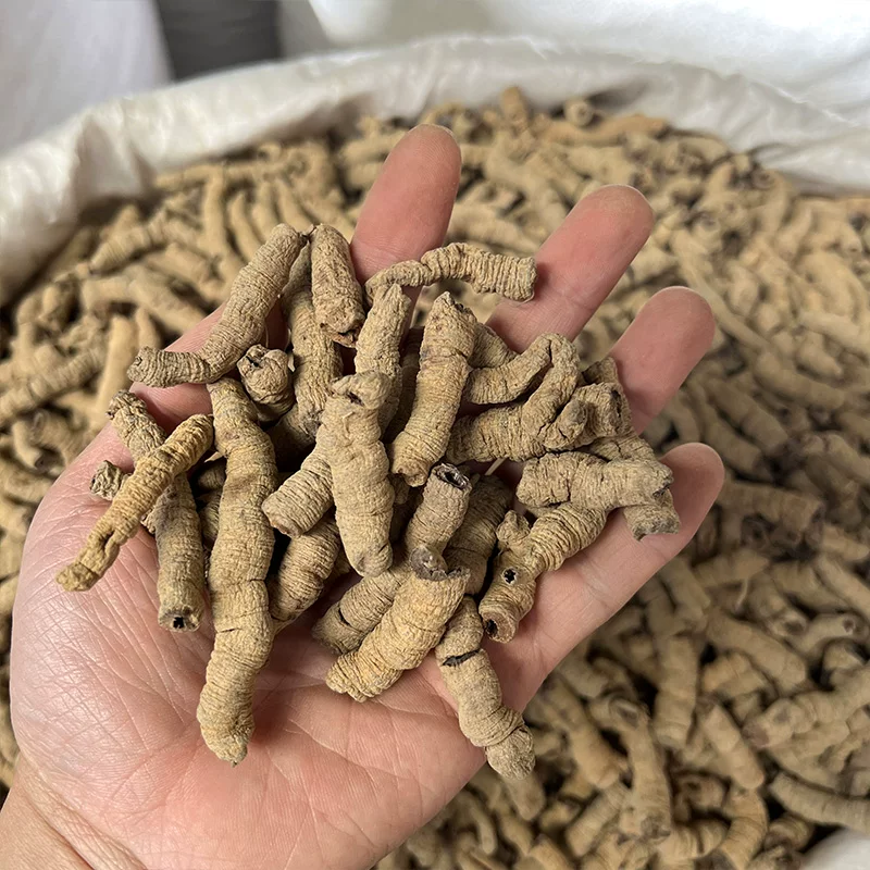 巴戟天批发中药材原料批发无硫全抽芯大条精选饱满无泥土全开