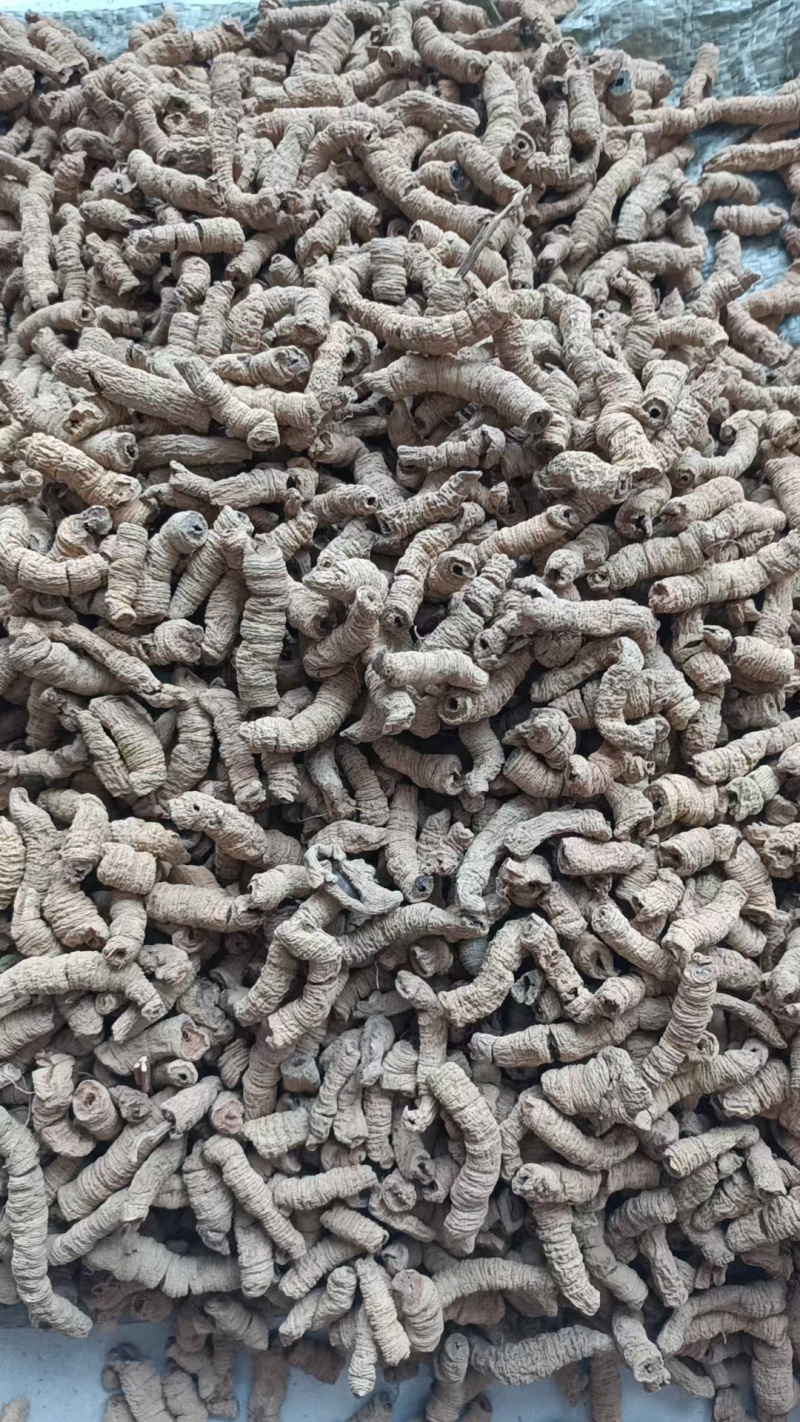 巴戟天批发中药材原料批发无硫全抽芯大条精选饱满无泥土全开