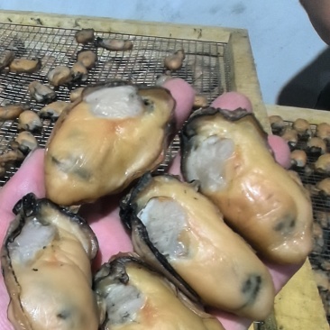台山金蚝6成干