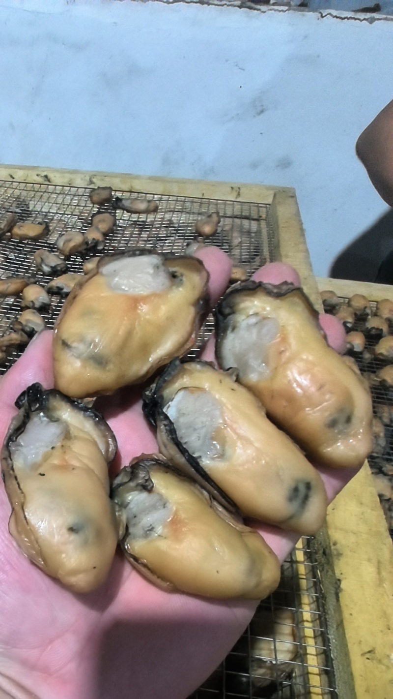 台山金蚝6成干