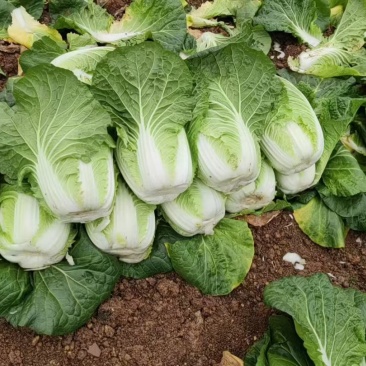 黄心菜