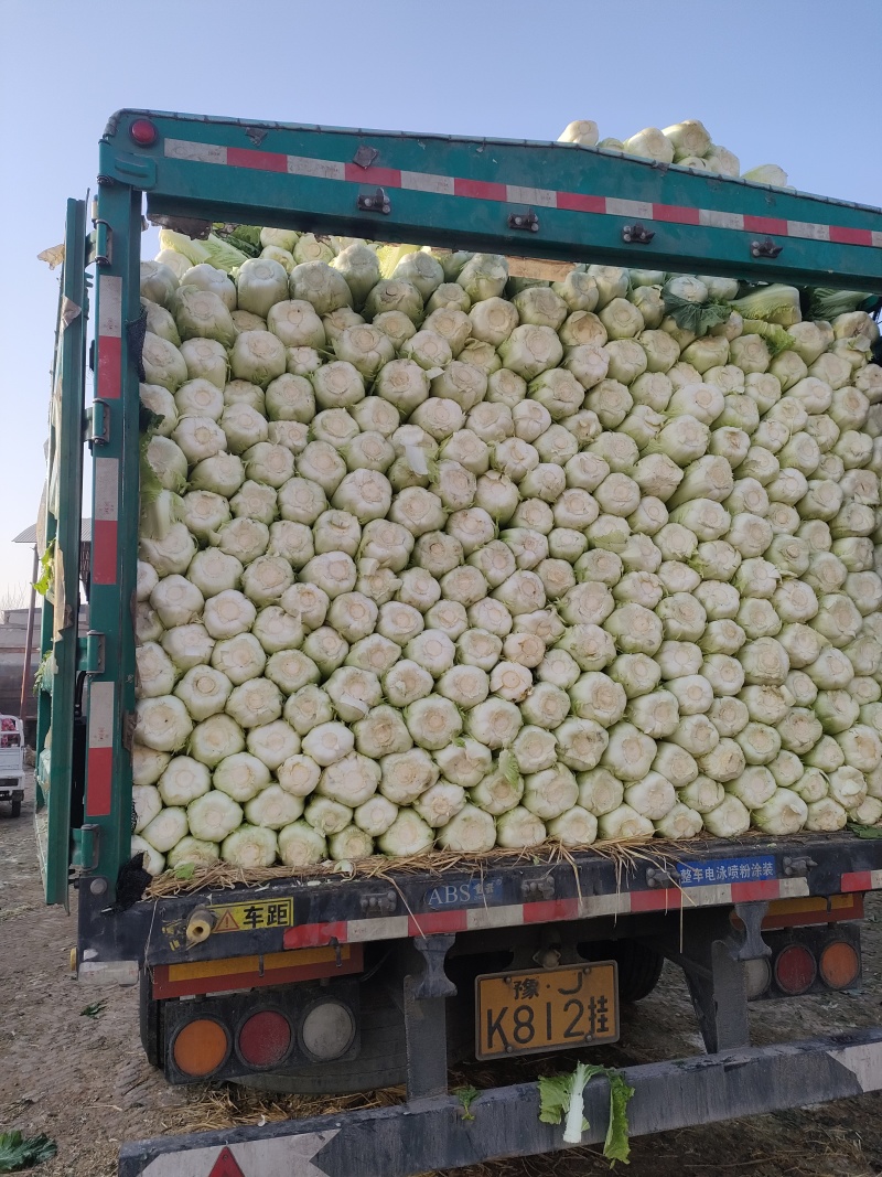 黄心菜