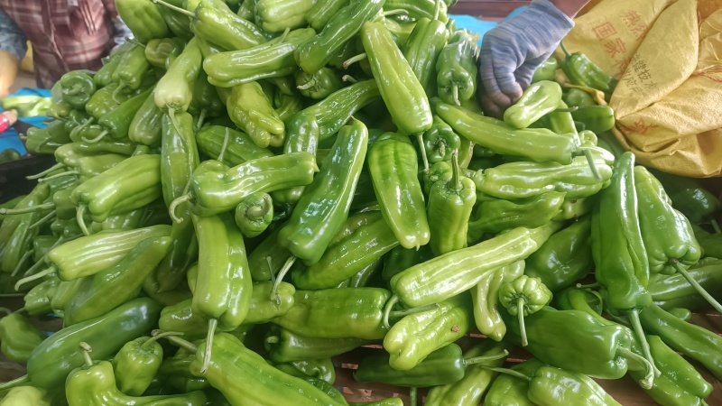 黄泡王辣椒