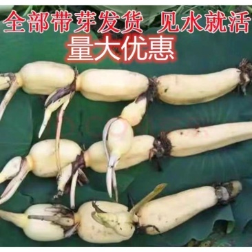 大型高产观赏型可食用莲藕盆栽池塘种植菜藕苗荷花水养莲藕苗