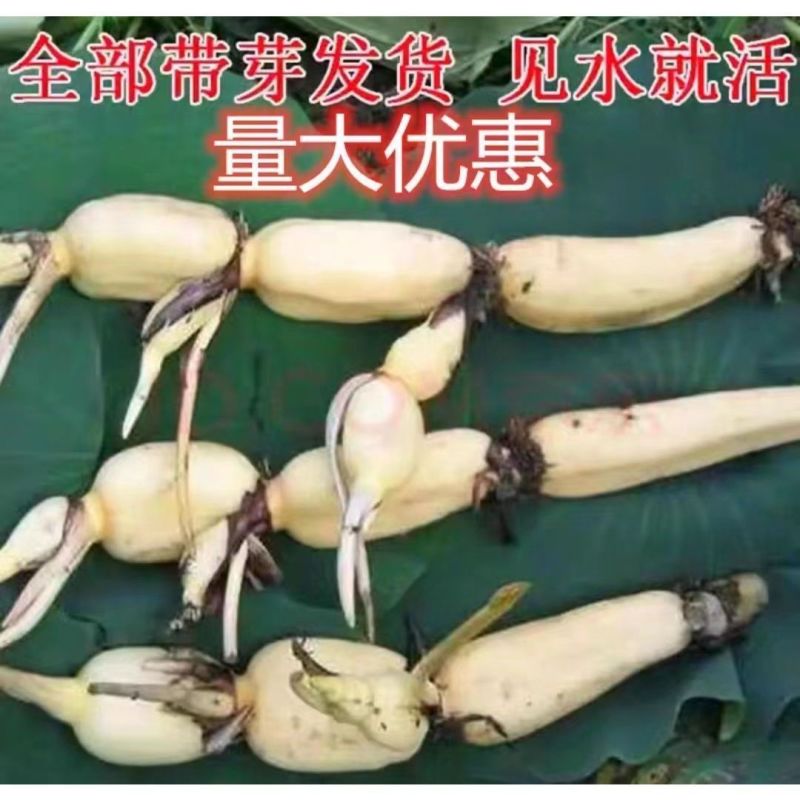 大型高产观赏型可食用莲藕盆栽池塘种植菜藕苗荷花水养莲藕苗