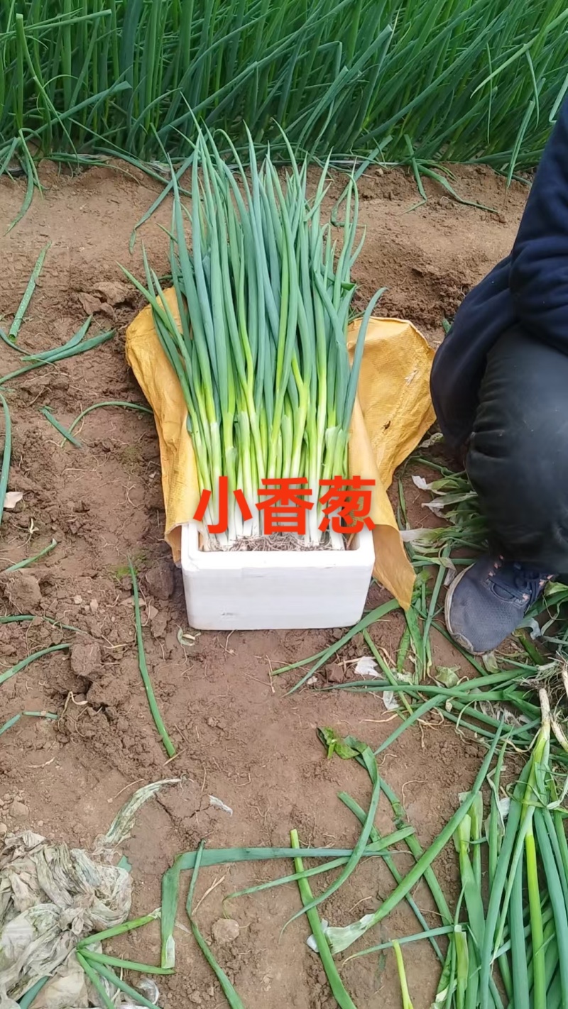 优质小葱产地一手货源大量现货对接商超档口及各大批发市场