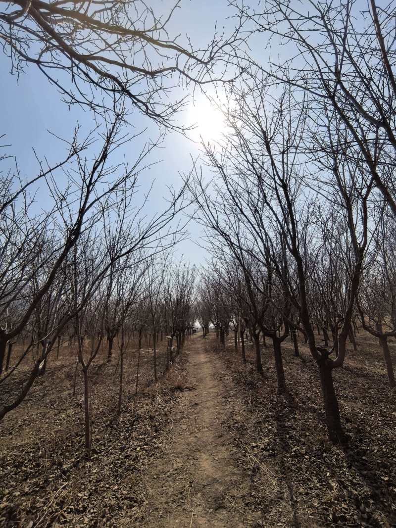 樱花树