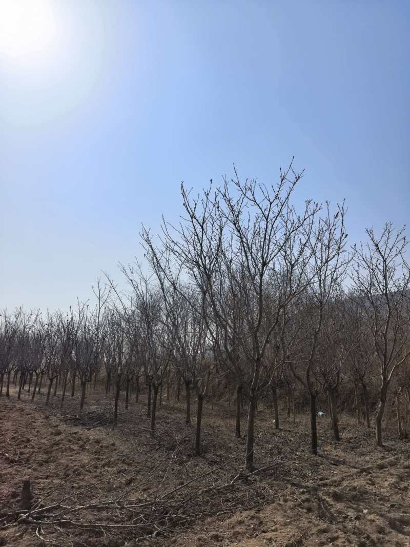 樱花树