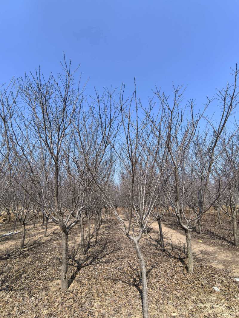 樱花树