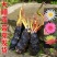 正品睡莲【带花苞】精品睡莲包活对版池塘鱼缸四季盆栽水缸大