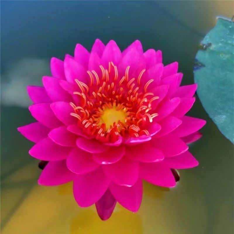 正品睡莲【带花苞】精品睡莲包活对版池塘鱼缸四季盆栽水缸大