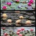 正品睡莲【带花苞】精品睡莲包活对版池塘鱼缸四季盆栽水缸大