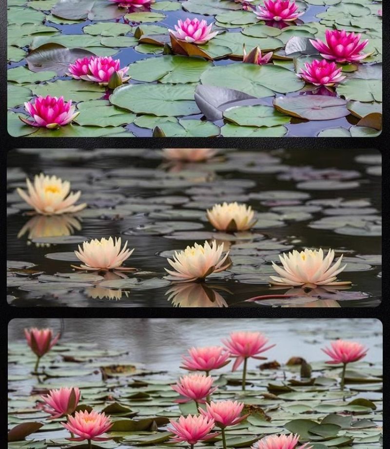 正品睡莲【带花苞】精品睡莲包活对版池塘鱼缸四季盆栽水缸大