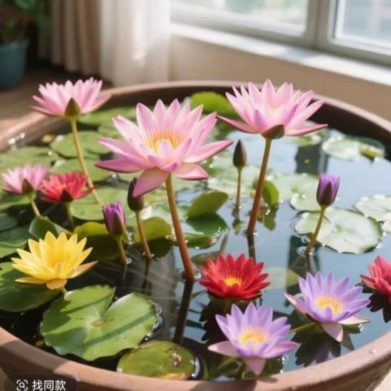 正品睡莲【带花苞】精品睡莲包活对版池塘鱼缸四季盆栽水缸大