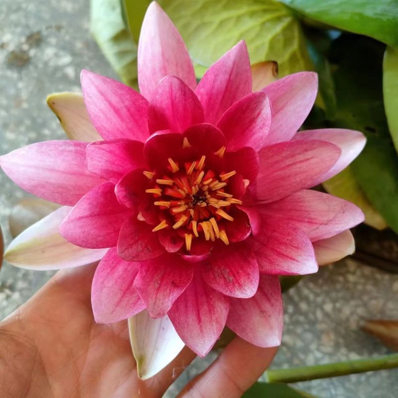 正品睡莲【带花苞】精品睡莲包活对版池塘鱼缸四季盆栽水缸大