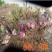 美人蕉种球四季易养花卉盆栽室外庭院地栽植物花苗多年生带芽