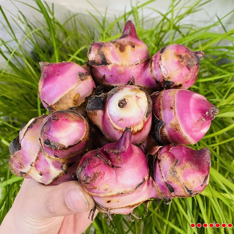 美人蕉种球四季易养花卉盆栽室外庭院地栽植物花苗多年生带芽