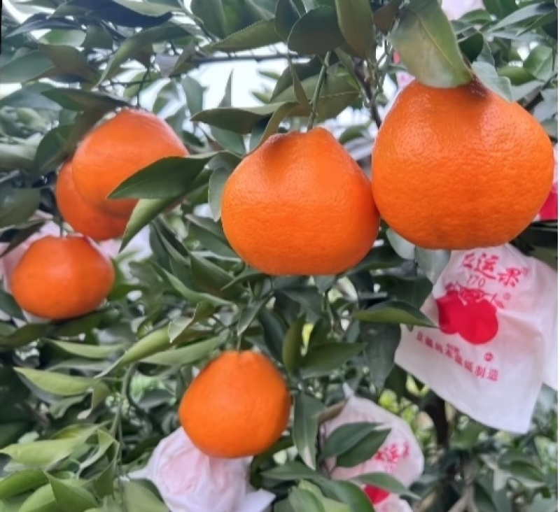 春见耙耙柑