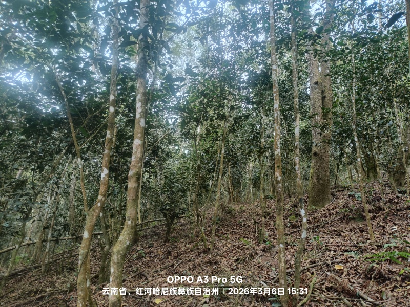 自家普洱茶