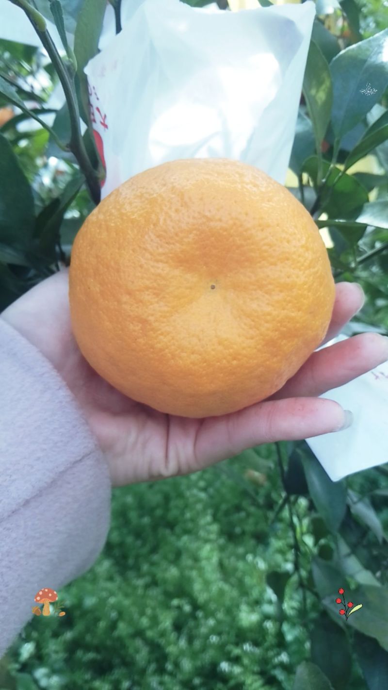 春见耙耙柑