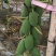 益元6号木瓜