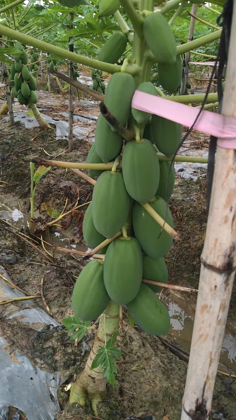 益元6号木瓜